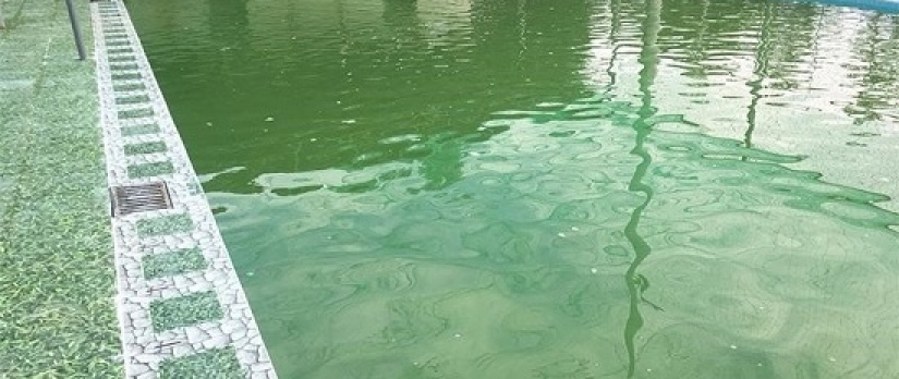 Cách xử lý nước hồ bơi bị rêu chi tiết từ A - Z 